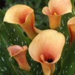 Zantedeschia 'Cameo' Calla Lily Summer Flowering Bulbs Bulb/Tuber