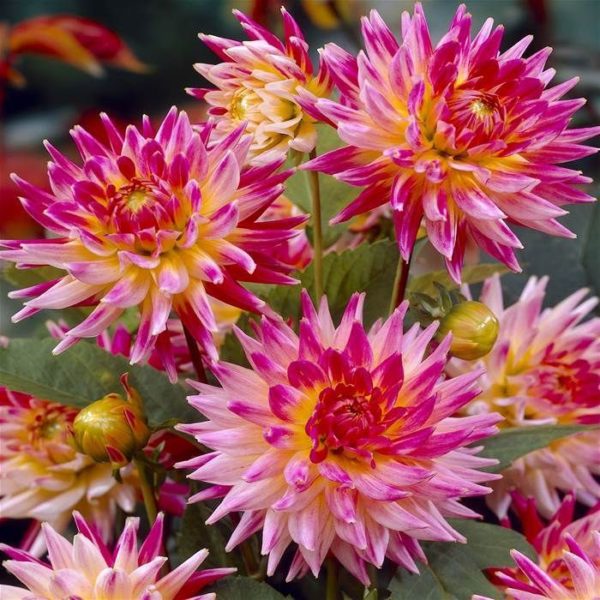 Dahlia Bulb/Tuber Cactus 'Cha Cha' Top Quality W.C.Prins Summer Bulbs