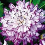 Dahlia Special Dinner Plate Decorative 'Who Dun It' WPC Prins Bulb/Tuber