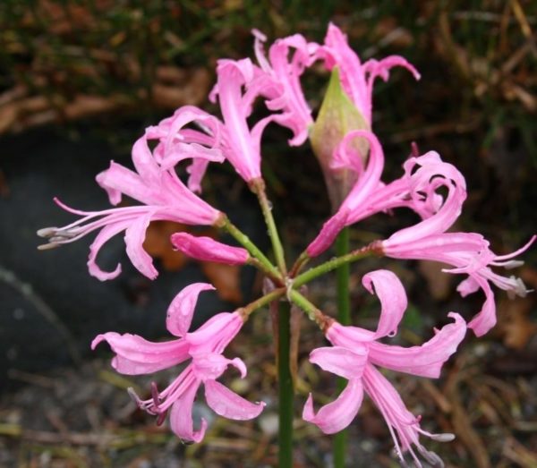 Nerine 'Bowdenii' (Guernsey Lily) Summer Flowering Bulb/Tuber