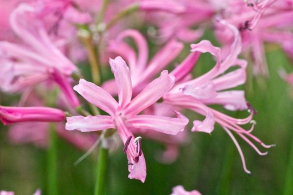 Nerine 'Bowdenii' (Guernsey Lily) Summer Flowering Bulb/Tuber
