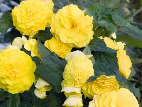 Begonia Double Yellow Quality Bulbs & Tubers Pack x3
