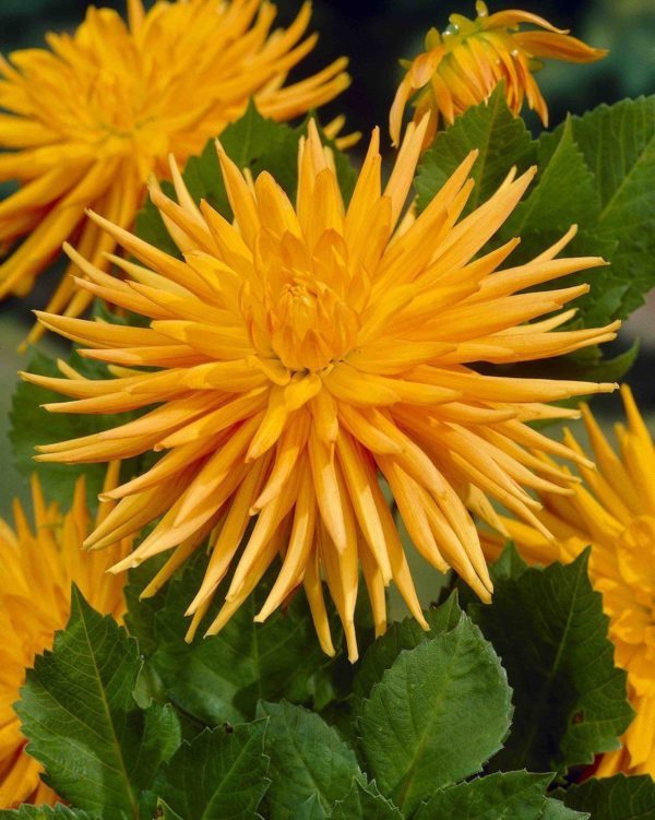 Dahlia Bulb/Tuber Cactus 'Gold Crown' Quality WPC Prins Summer Bulbs