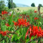 Crocosmia Lucifer (Montbretia) Summer Bulbs WPC Prins Quality Corms Pack x5