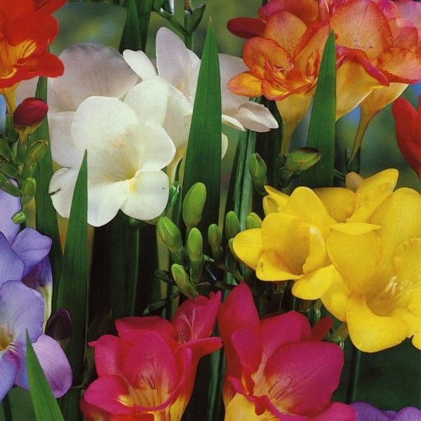 Freesia Single Mixed WPC Prins Bulbs Tubers Pack x 20