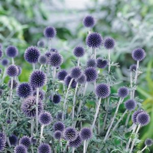 Echinops Thistle 'Veitchs Blue' Quality Summer Flower Perennial Bulb/Tuber/Root