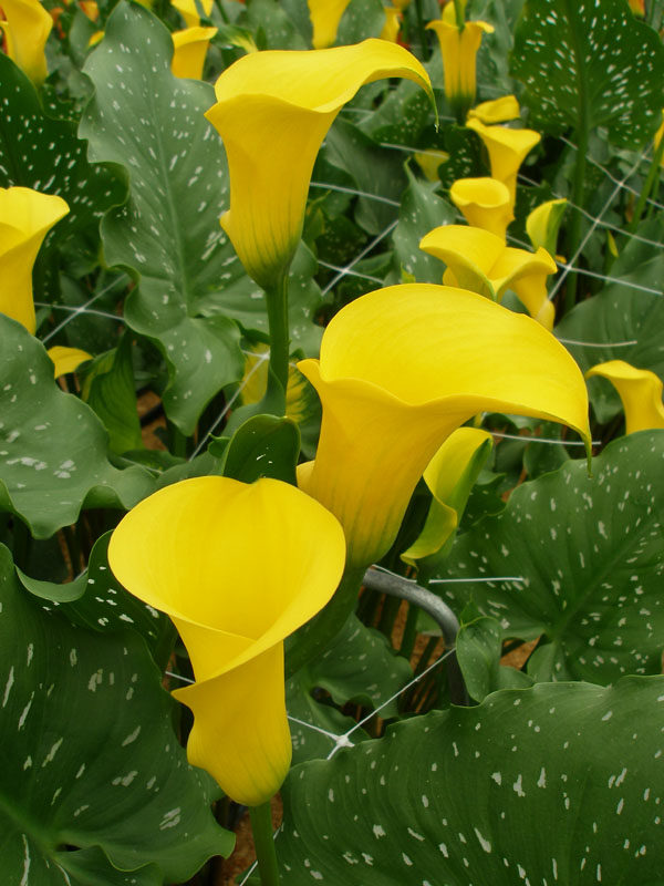 Zantedeschia Calla Lily 'Yellow' WPC Prins Quality Bulbs & Tubers