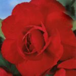 Begonia Double Red WPC Prins Quality Bulbs & Tubers Pack x3