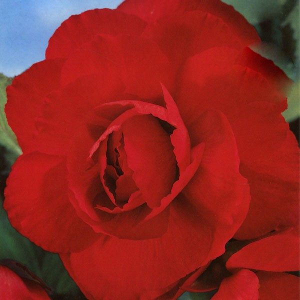 Begonia Double Red WPC Prins Quality Bulbs & Tubers Pack x3