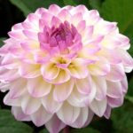 Dahlia Decorative Ball 'El Paso' WPC Prins Quality Bulbs & Tubers