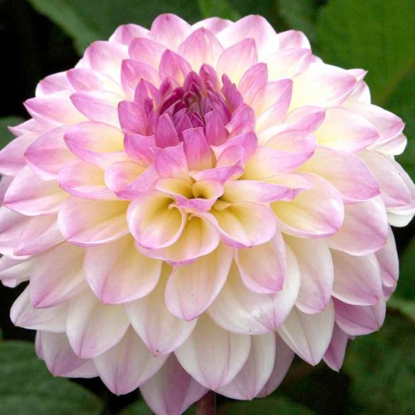 Dahlia Decorative Ball 'El Paso' WPC Prins Quality Bulbs & Tubers