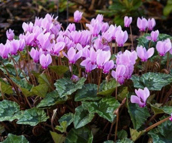 Cyclamen Hederifolium Bulb (Hardy Cyclamen) Spring Bulbs Pack x2