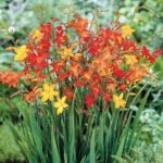 Crocosmia 'Mixed' Summer Flowering Bulbs Pack x20