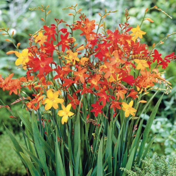 Crocosmia 'Mixed' Summer Flowering Bulbs Pack x20