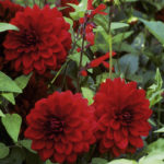 Dahlia Bulb/Tuber Decorative 'Arabian Night' Quality WPC Prins Summer Bulbs