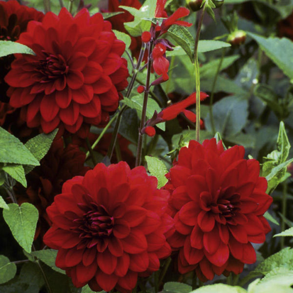 Dahlia Bulb/Tuber Decorative 'Arabian Night' Quality WPC Prins Summer Bulbs
