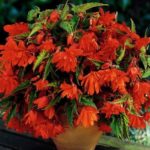 Begonia Pendula Orange Flowering WPC Prins Pack x3 Bulbs/Tubers