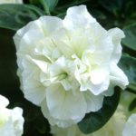 Begonia White Double Top Quality WPC.Prins Pack x3 Bulbs/Tubers