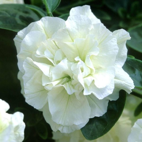 Begonia White Double Top Quality WPC.Prins Pack x3 Bulbs/Tubers