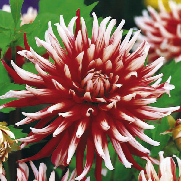 Dahlia Bulb/Tuber x1 Cactus 'Friquolet' Quality WPC Prins Bulbs