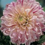 Dahlia Bulb/Tuber Decorative 'Smokey' Quality WPC Prins Bulbs