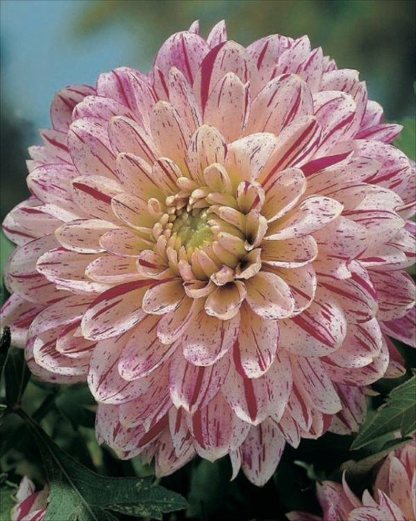Dahlia Bulb/Tuber Decorative 'Smokey' Quality WPC Prins Bulbs
