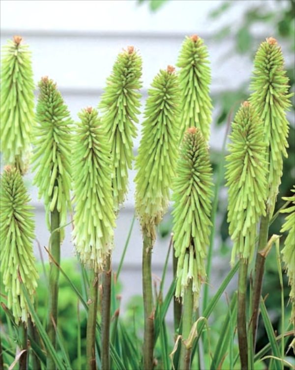 Kniphofia 'Green Jade' WPC Prins Bulbs/Tubers/Perennials Pack x1