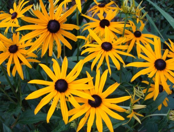 Rudbeckia 'Goldsturm' Perennial Bareroot WPC Prins Bulbs Pack x1