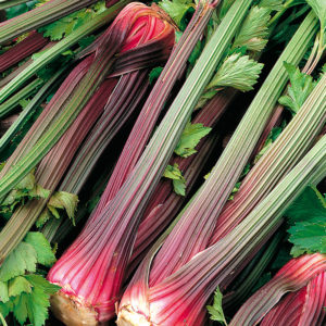 Celery 'Giant Red' Pack Kings Quality Seeds