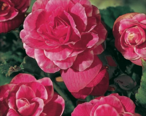 Begonia Special 'Camelia' WPC Prins Quality Bulbs/Tubers Pack x3