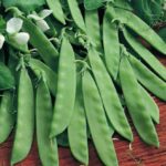 Pea 'Oregon Sugar Pod' (RHS Award of Garden Merit) Pack Kings Seeds