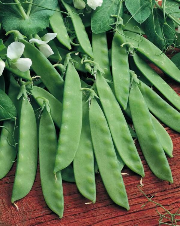 Pea 'Oregon Sugar Pod' (RHS Award of Garden Merit) Pack Kings Seeds