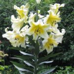 Tree Lily Lilium 'Conca D 'Or' WPC Prins Bulbs/Tubers Pack x2