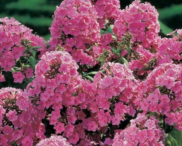 Phlox Paniculata 'Pink' Perennial Garden Plant Root/Tuber Summer Flowering