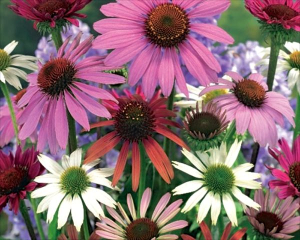 Echinacea 'Mixed' Perennial WPC Prins Bulbs/Tubers/Roots Pack x3