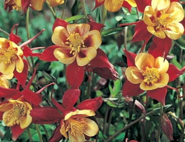 Aquilegia 'Crimson Star' Perennial WPC Prins Bulb/Tuber/Root Pack x2