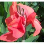 Canna Lily Bulb 'Mrs Oaklahoma' WPC Prins Bulbs/Tubers Pack x1