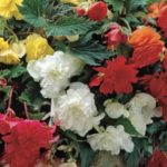 Begonia 'Pendula Mixed' WPC Prins Quality Bulbs/Tubers Pack x3