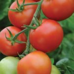 Tomato 'Moneymaker' Pack Kings Vegetable Seeds