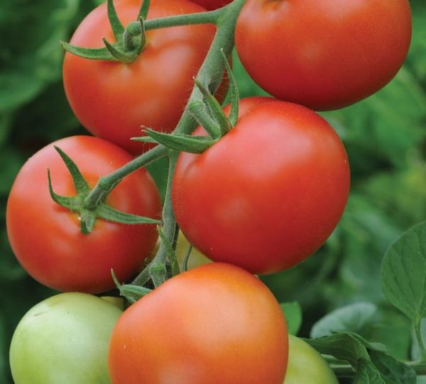 Tomato 'Moneymaker' Pack Kings Vegetable Seeds