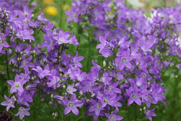 Campanula Lactiflora ‘Prichard’s Variety’ XXL Supersize Perennial Plug Plants Pack x3