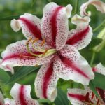 Oriental Lilly 'Dizzy' WPC Prins Quality Garden Bulbs & Tubers Pack x2