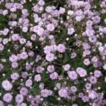Gypsophila Pink Paniculata (Bristol Fairy) Perennial WPC PrinsRoot/Tuber Pack x2