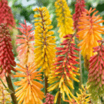 Kniphofia 'Red Hot Poker' Perennial King's Seeds