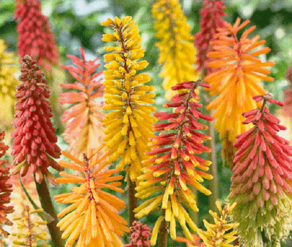Kniphofia 'Red Hot Poker' Perennial King's Seeds