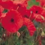 Wild Flower Range Field Poppy Pack Kings Seed