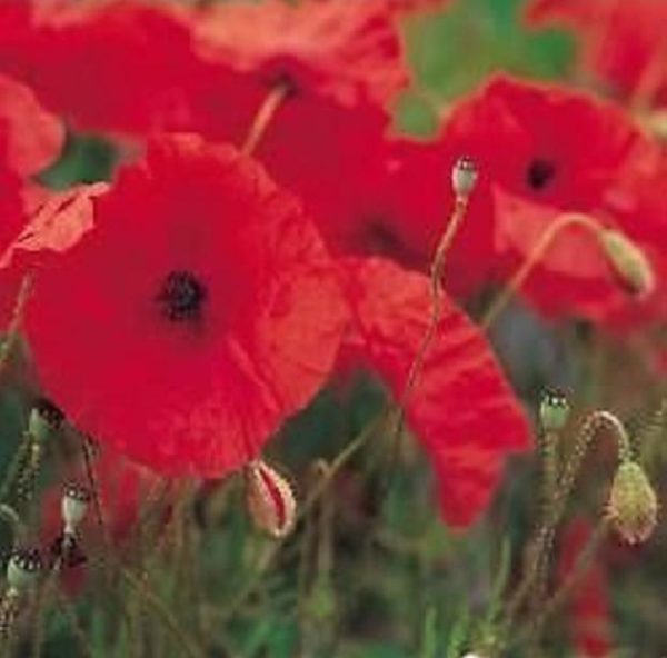 Wild Flower Range Field Poppy Pack Kings Seed