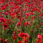 Wild Flower Range Field Poppy Pack Kings Seed