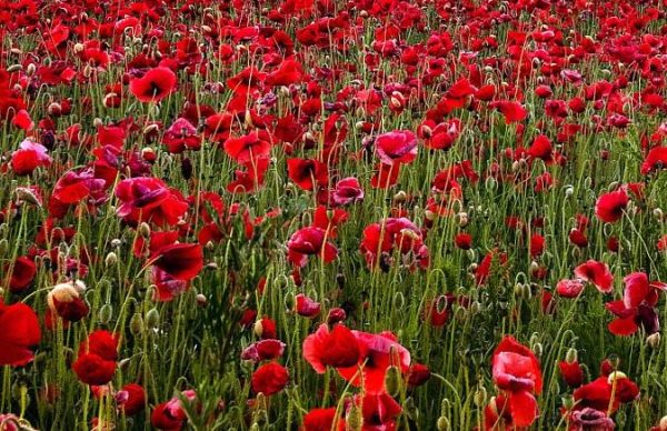 Wild Flower Range Field Poppy Pack Kings Seed