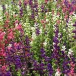 'Sage' Painted (Salvia Horminum) Garden Herb Seeds Suffolk Herbs